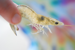 Penaeus