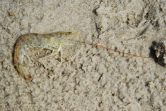 Penaeus