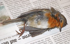 Erithacus rubecula
