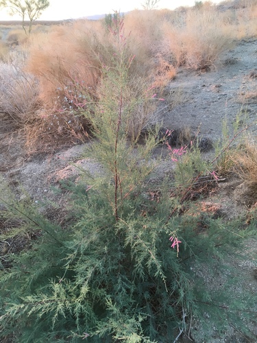 Tamarix ramosissima