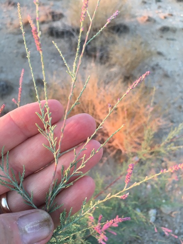 Tamarix ramosissima