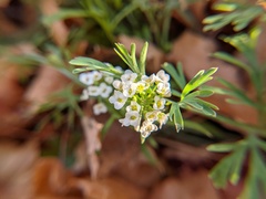 Ammoselinum