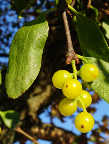 European Mistletoe