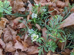 Ammoselinum