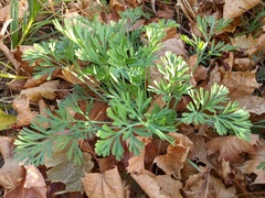 Ammoselinum