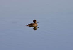 Lophodytes cucullatus