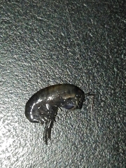 Cryptorchestia garbinii