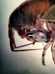 Cryptorchestia garbinii