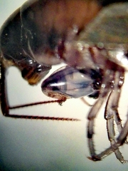 Cryptorchestia garbinii