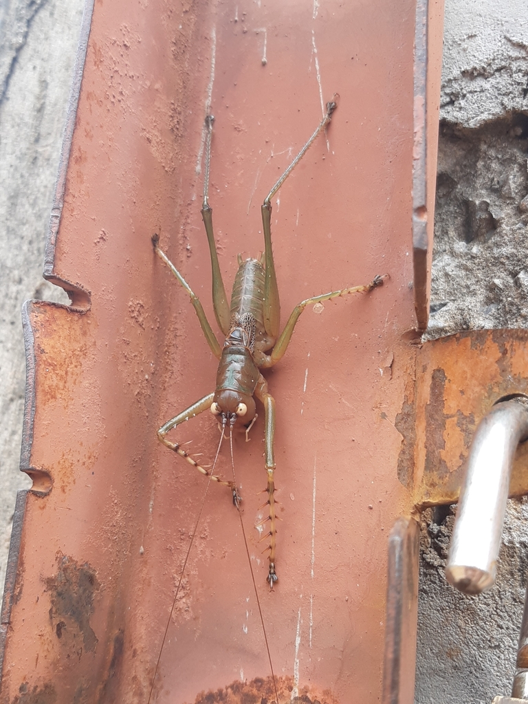 Isocarliella musica