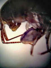 Cryptorchestia garbinii