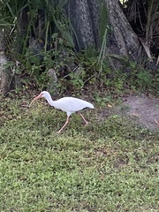 Eudocimus albus