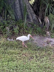 Eudocimus albus