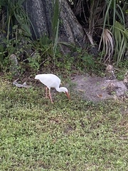 Eudocimus albus