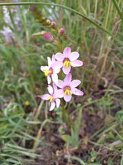 Ixia scillaris scillaris