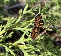 Chlosyne coronado coronado