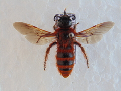 Dasyscolia ciliata