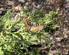 Chlosyne coronado coronado