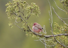 Carpodacus waltoni