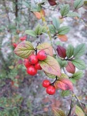 Cotoneaster sternianus