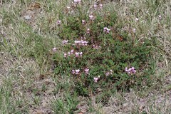 Pelargonium multicaule