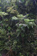 Cyatheaceae