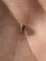 Myosides seriehispidus