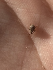 Myosides seriehispidus