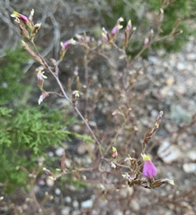 Cordylanthus parviflorus
