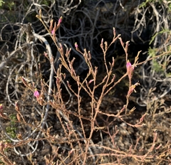 Cordylanthus parviflorus