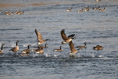 Branta canadensis