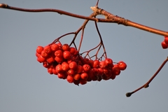 Sorbus aucuparia