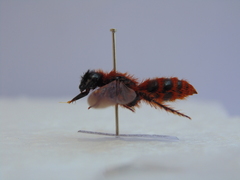 Dasyscolia ciliata