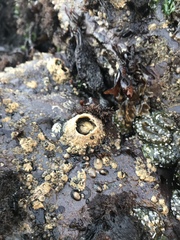 Semibalanus cariosus