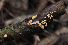 Hymenoscyphus imberbis