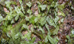 Riccia rhenana