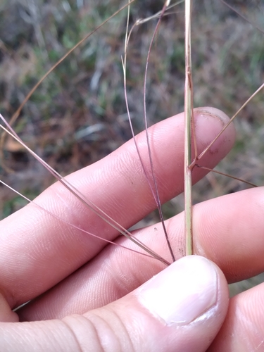 Image of Aristida patula by (c) Scott Ward, some rights reserved (CC BY)