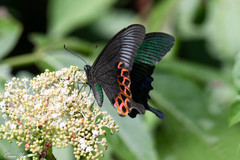 Papilio hopponis