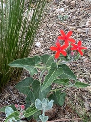 Oxypetalum coccineum
