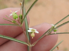 Euphorbia florida