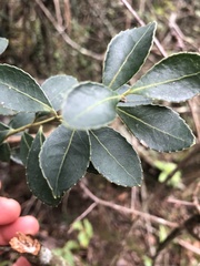 Ilex kunthiana