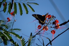 Papilio scamander grayi