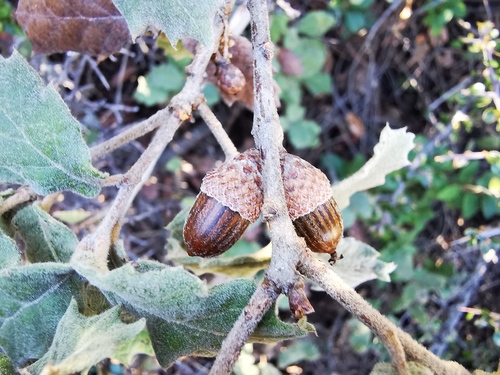 Quercus hypoxantha