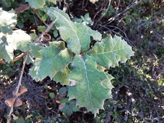 Quercus hypoxantha