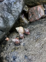 Littorina saxatilis