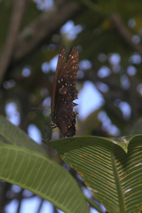 Euploea phaenareta