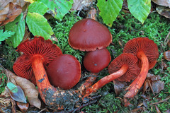 Cortinarius cinnabarinus