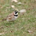 Steppe Horned Lark - Photo (c) Xavier Rufray, some rights reserved (CC BY-NC), uploaded by Xavier Rufray