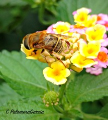 Eristalina
