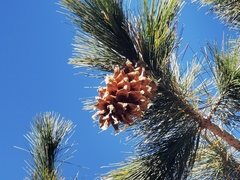 Pinus stylesii